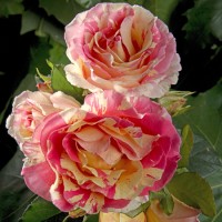 delbard/claude-monet