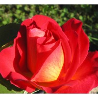 delbard/la-passionnata