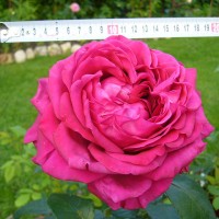 delbard/la-rose-des-4-vents