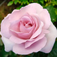 delbard/la-rose-du-petit-prince