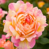 delbard/rose-des-cisterciens