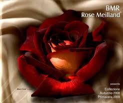 Meilland Black Gold