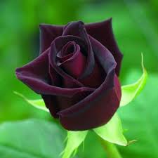 Meilland Black Baccara